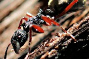 Spiny Ant (Polyrhachis sp) (Polyrhachis sp)